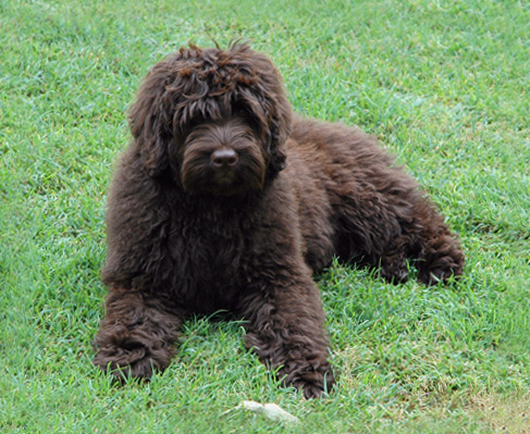 Designerskie psy & # 8211; wschodzące rasy