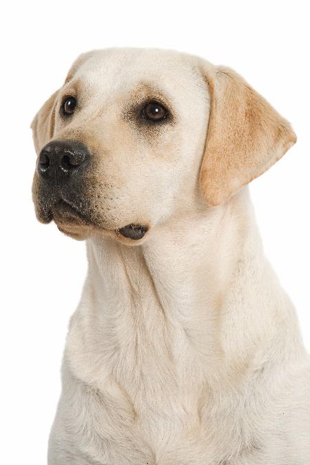 Opieka nad psem i kotem w zimie