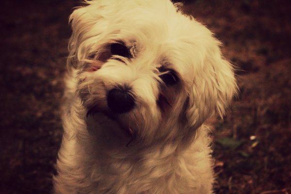 Dlaczego on przechyla głowę?