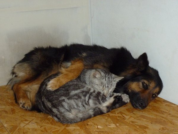 Dlaczego pies zjada odchody kotów?