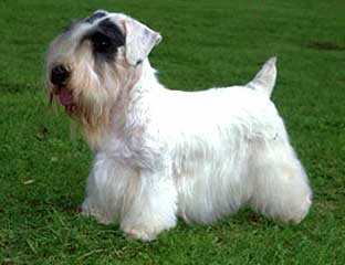 Sealyham Terrier