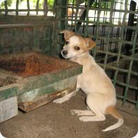 Petycja przeciwko wydawaniu psów na Słowacji