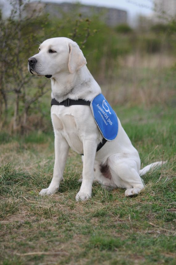 Fido & # 8211; świetny przyjaciel i pomocnik