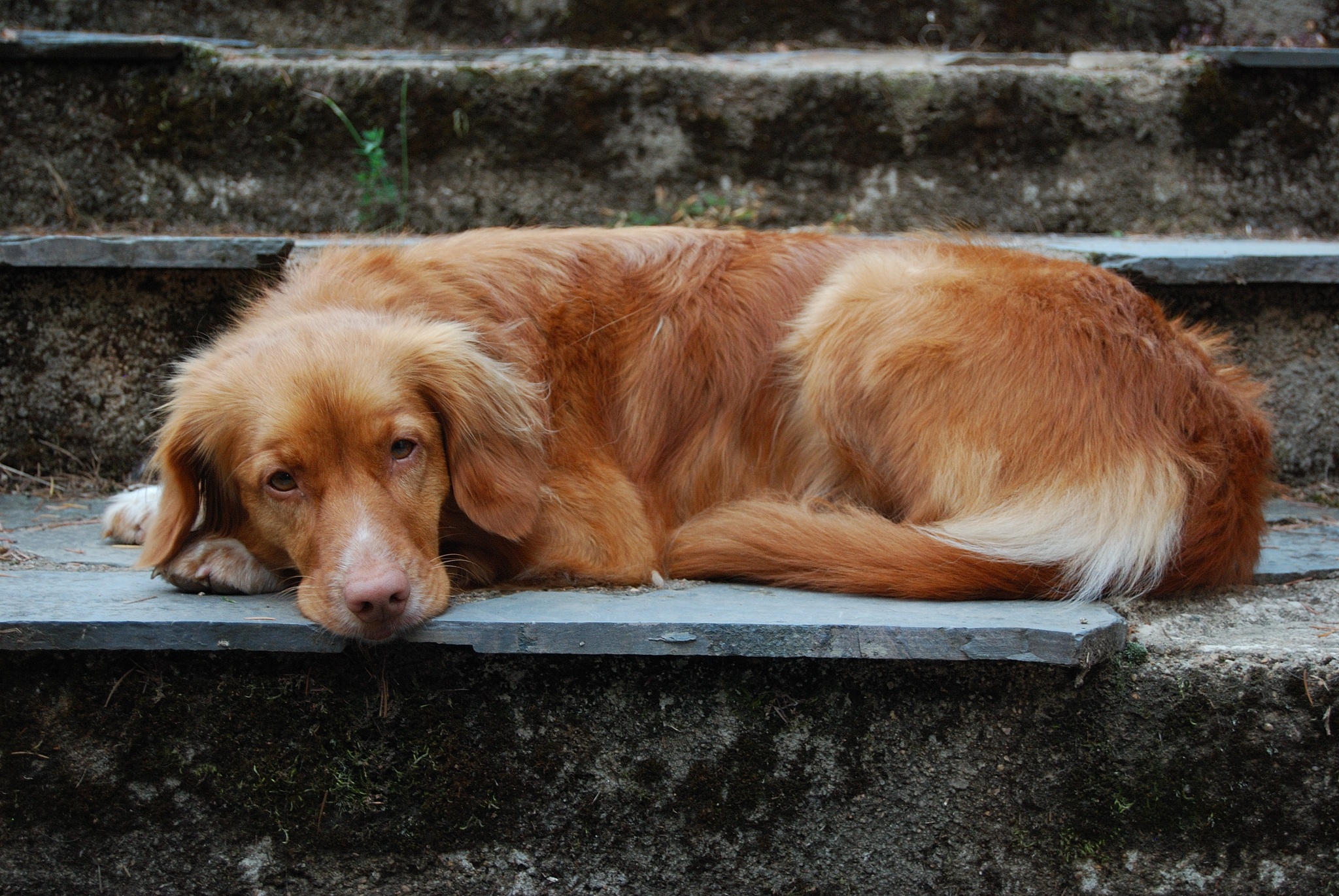 Nazwy ras psów są czasem wyzwaniem