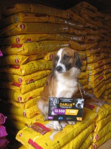 Świętuj Światowy Dzień Zwierząt z „# 8222;