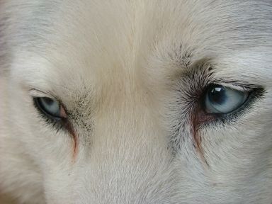 Sniff the Discount - Pomoc