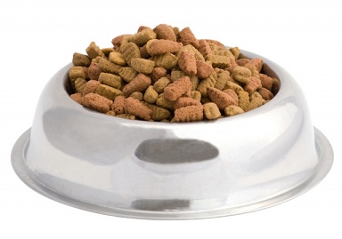 Ankieta: Przy zakupie karmy dla psów jakość decyduje przed ceną