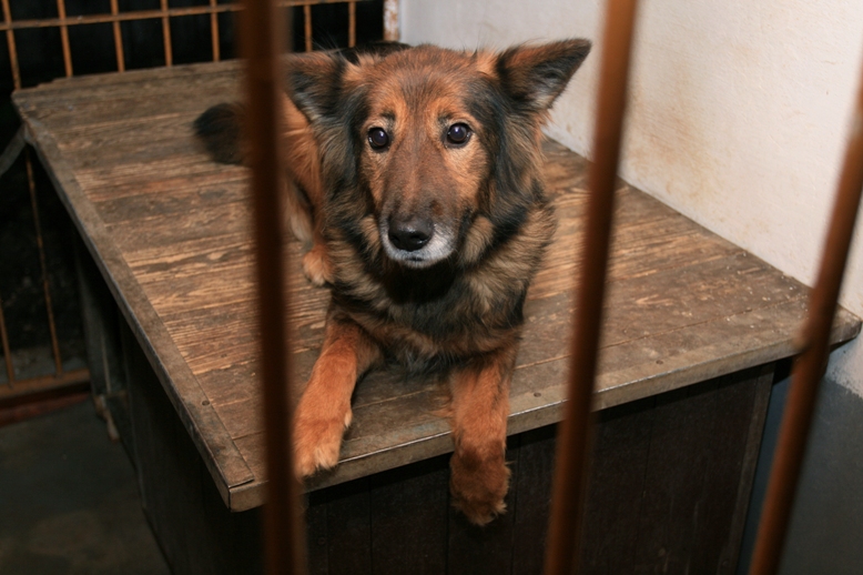 Wybrane schroniska zostaną wypełnione miskami do Bożego Narodzenia