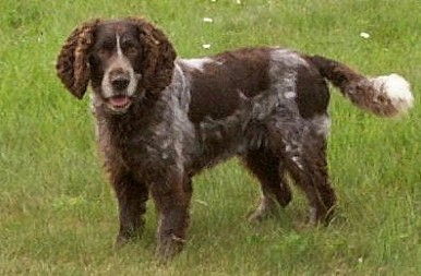 Spaniel niemiecki