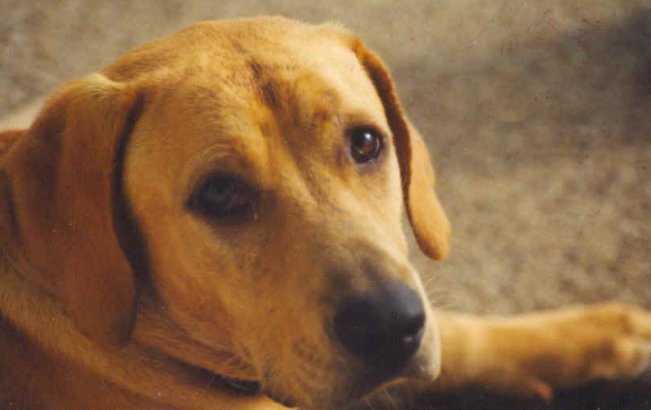 Zaproszenie na seminarium nie tylko o mowie psa