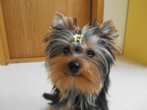 Chcieliśmy zwierzaka ...