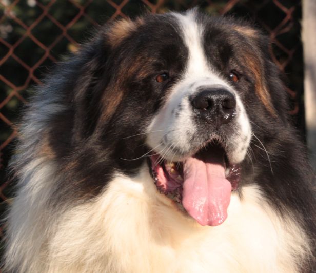 Moskiewski pies stróżujący