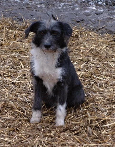 Szukają nowego domu