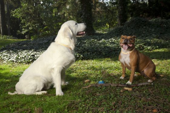 Dziesięć najczęstszych pytań i błędów dotyczących pasożytów zewnętrznych u psów i kotów