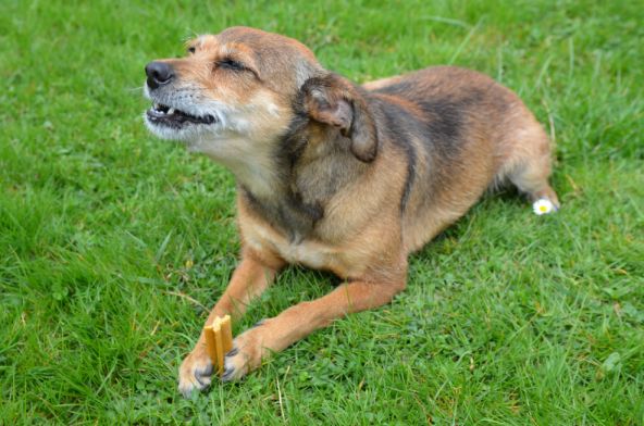 Sprawdź zęby swojego psa