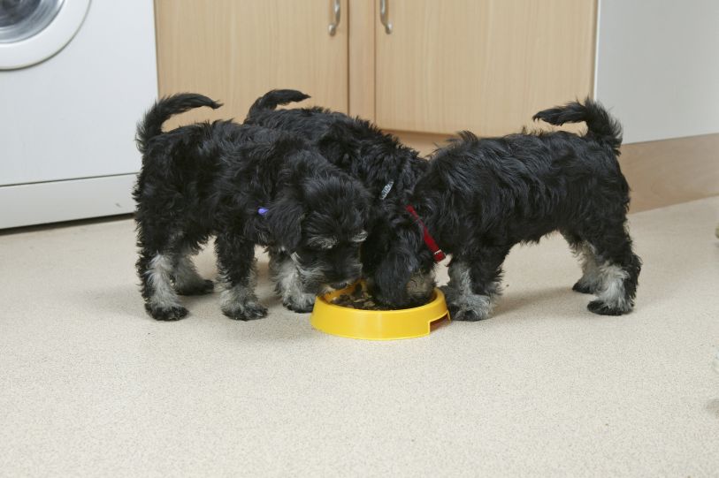 Dziesięć szczeniąt żywienia