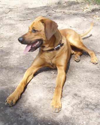 Dla zabawy tylko z psem z muzyką # 8220; rozprawa