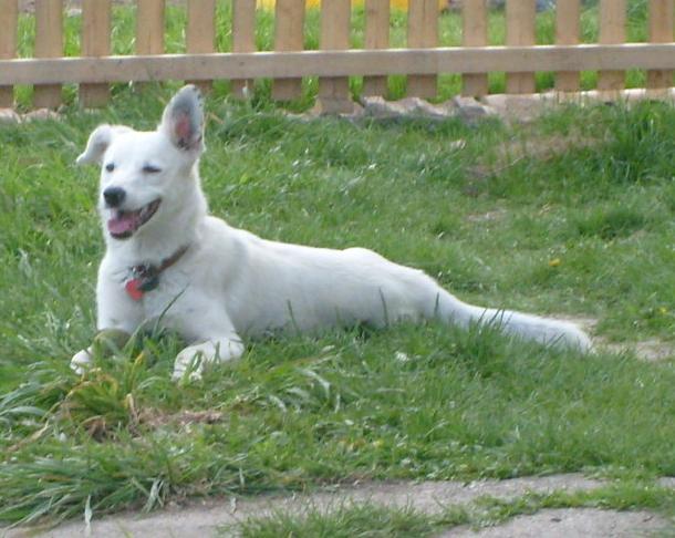 Ankieta: Co czeskie psy najczęściej gotują?