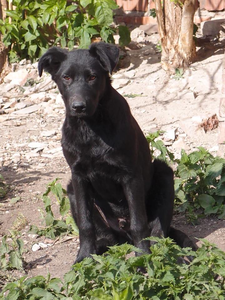 Czy masz psa ze schroniska? Podziel się swoją historią!