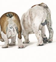 Tylko jedna trzecia hodowców wie, że psy mogą również niepokoić prostatę