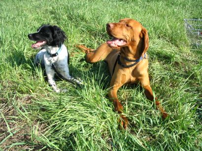 Co to jest mowa binarna?