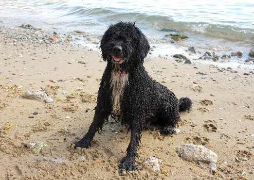 Nawet w Chorwacji ma plażę dla psów