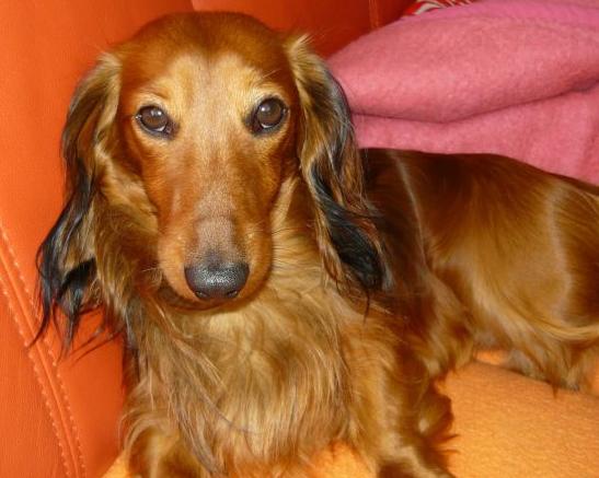 Szczepienia i medycyna homeopatyczna