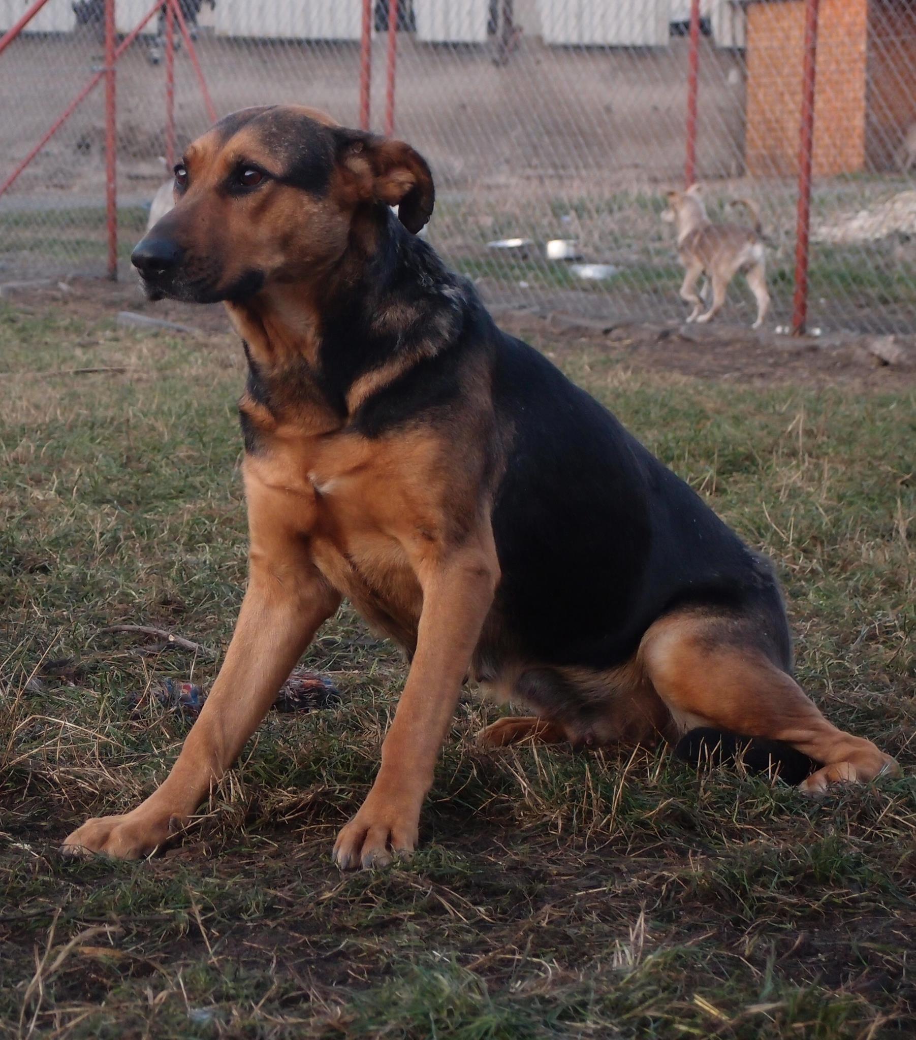 Przyjmowanie zwierząt ze schronisk