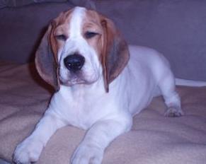 Czy właściwe jest obracanie poszczególnych marek granulek?