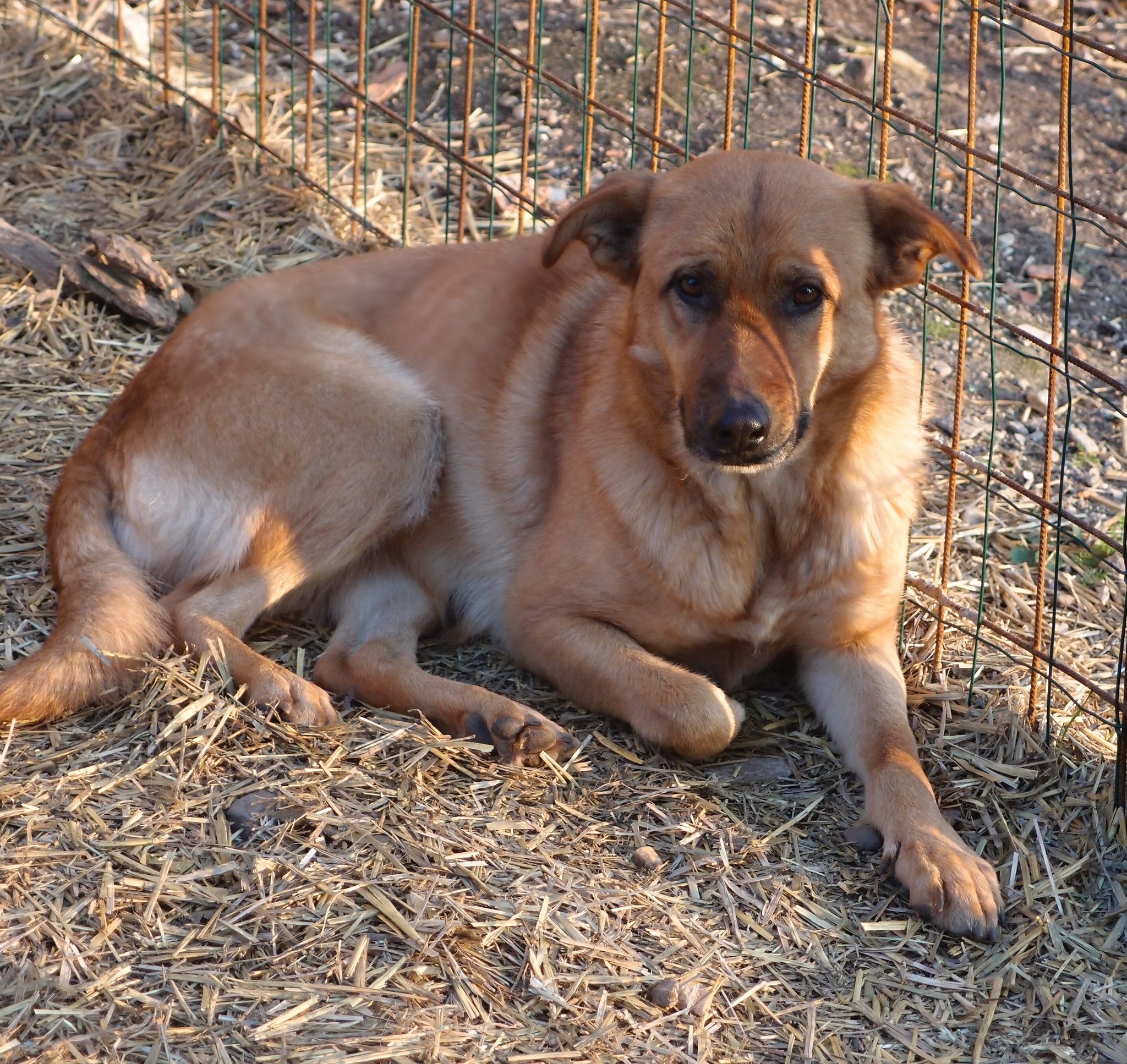 Dlaczego pies ze schroniska?