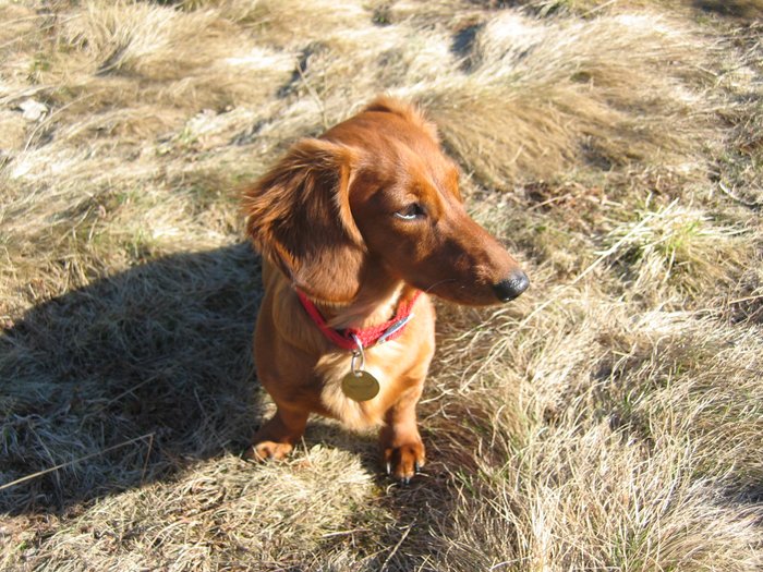Czteronożne ubezpieczenie członka rodziny