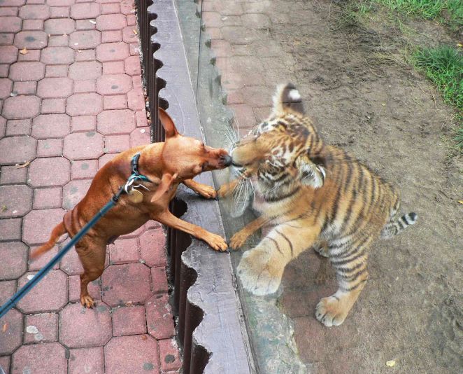 Zaproszenie: Dni Zwierząt