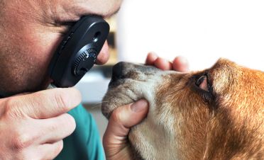 Czy twój pies ma zdrowe oczy?