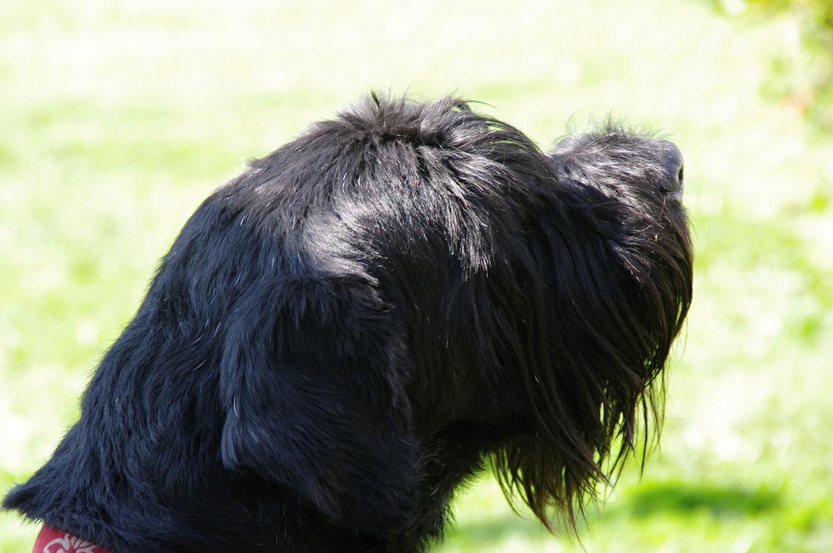 Operacja i medycyna homeopatyczna