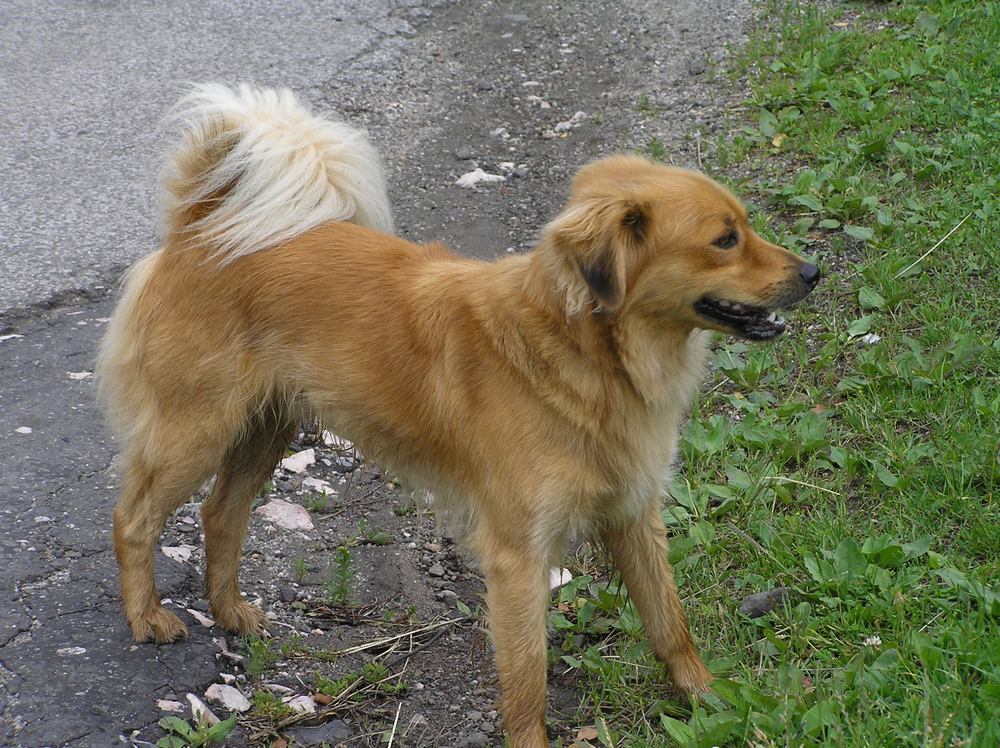 Szczekanie w pobliżu ogrodzenia