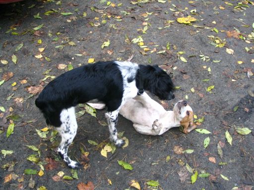 Aby jesienny spacer z psem się powiódł