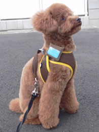 Obroża dla psa, która dba o zdrowie zwierzaka