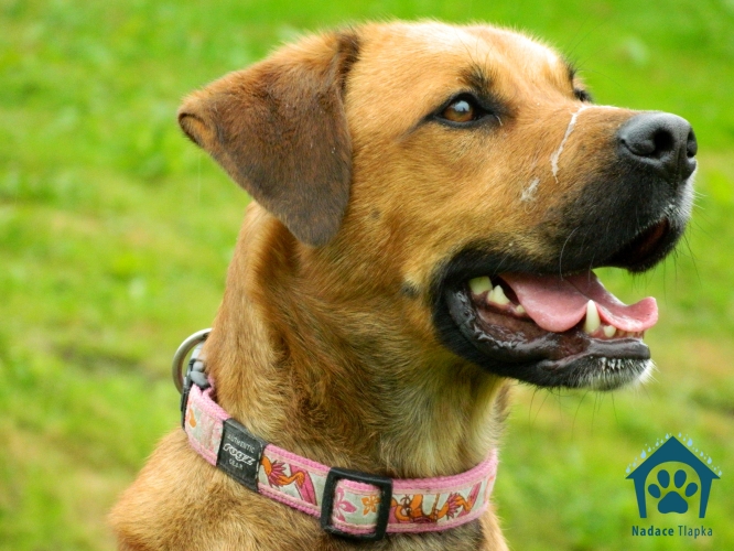 Kolejna partia psów do adopcji z fundacji TLAPKA