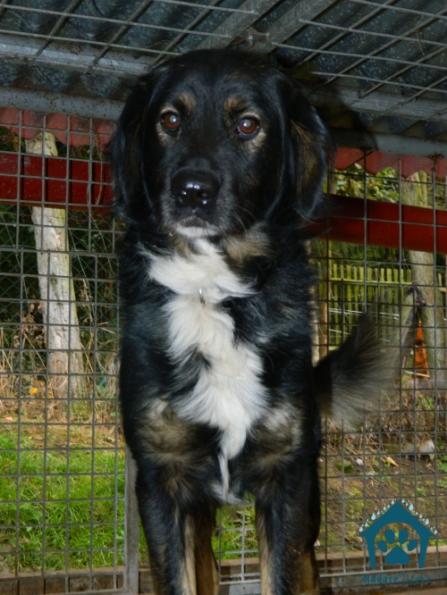 Psy szukają nowego właściciela