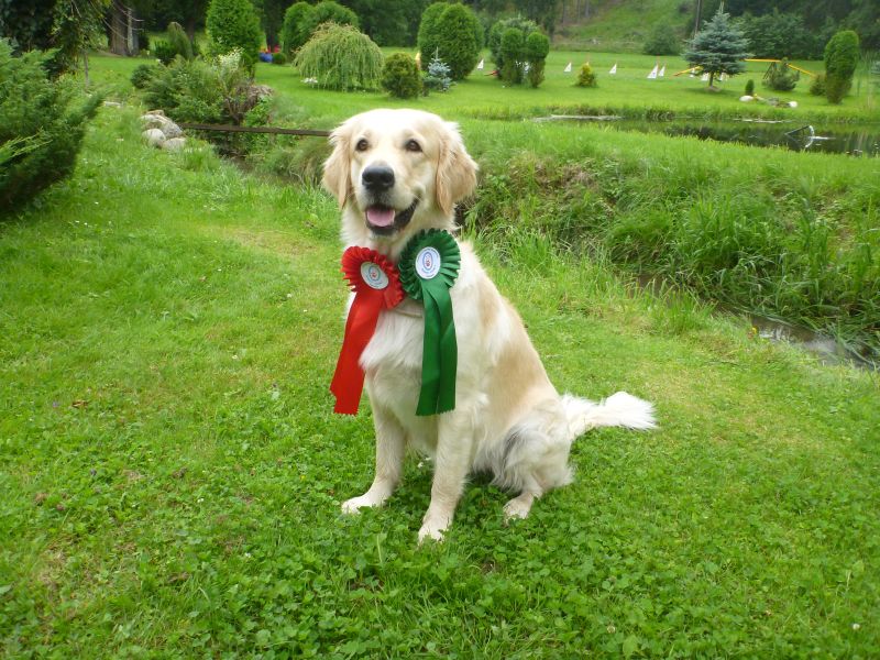 Osobiste doświadczenia ze sportami psów