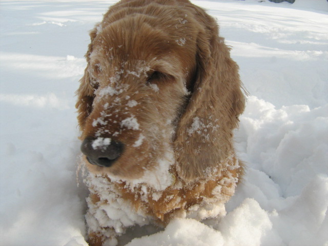 Co zrobić, gdy pies biega?