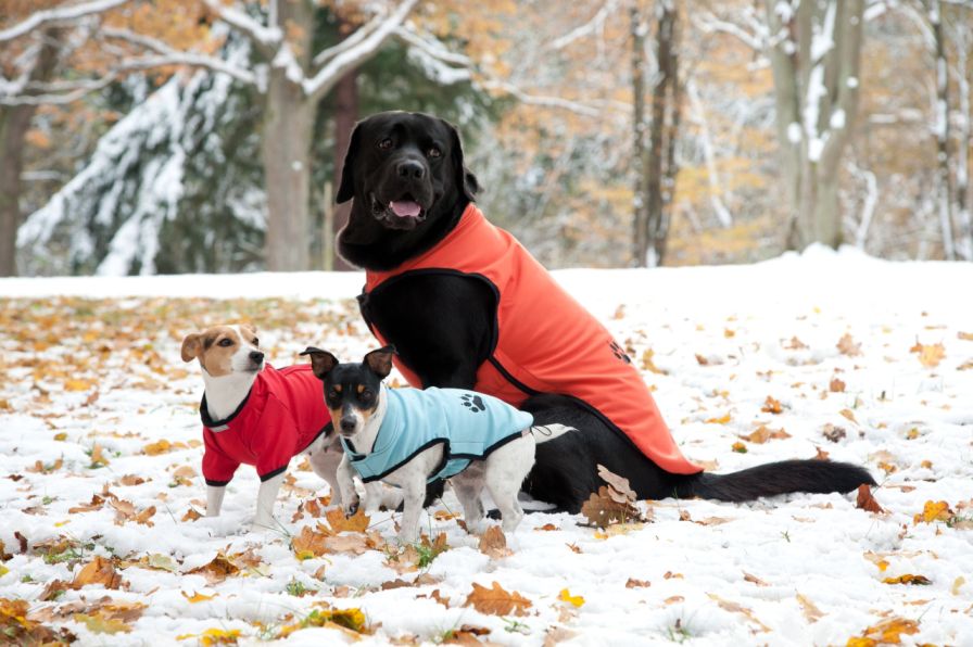 Psy modne kopiują swoich właścicieli