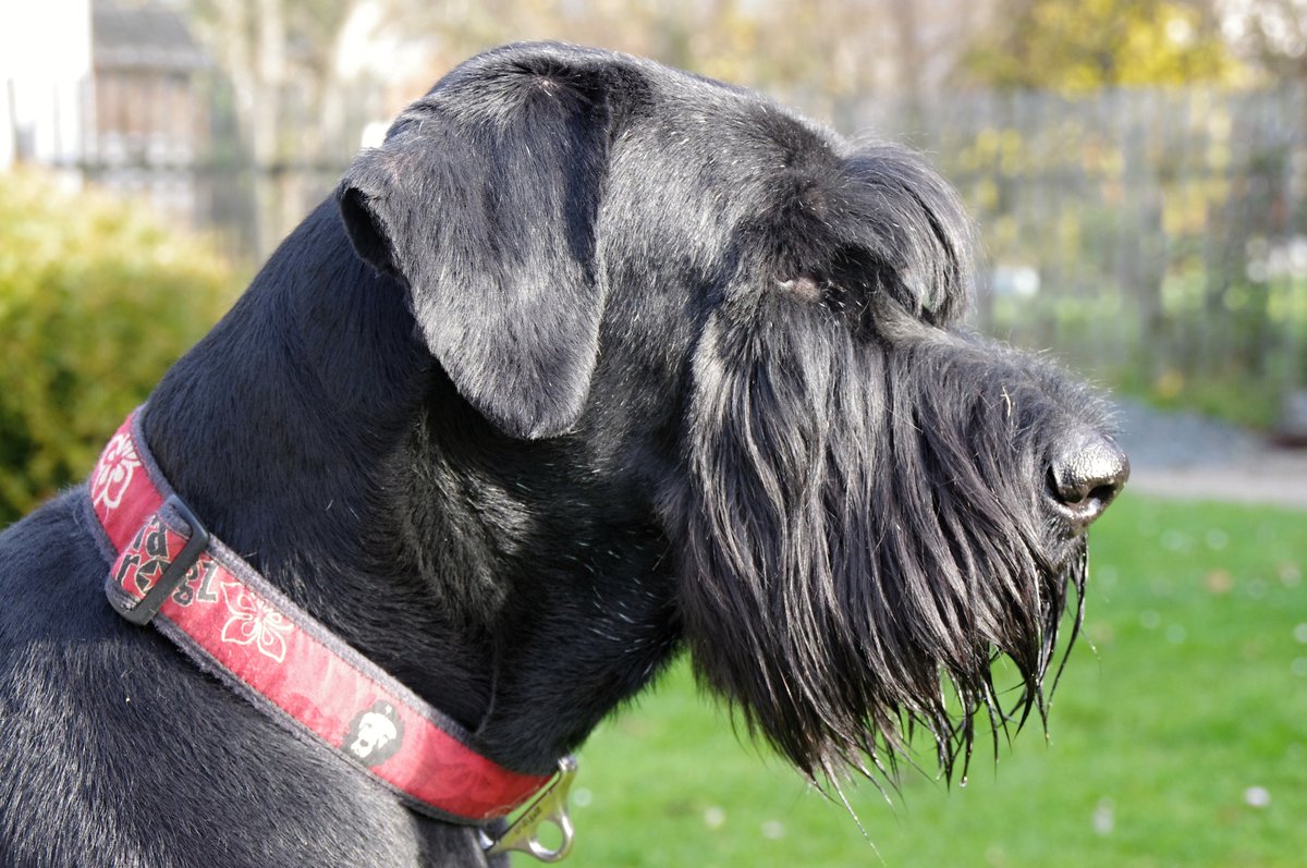 Podstawowe instynkty