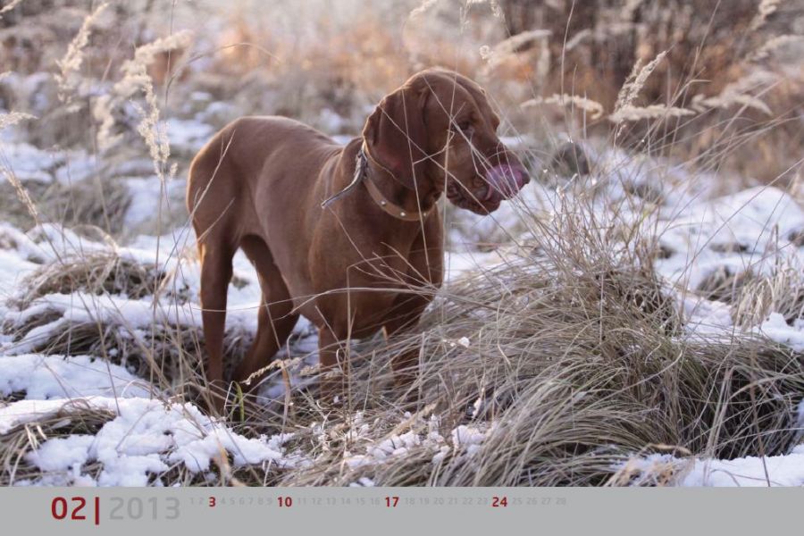 Wskazówka: Kalendarz dla fundacji Good Angel