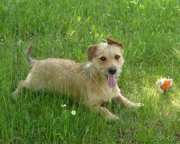 Fałszywa ciąża & # 8211; co robić