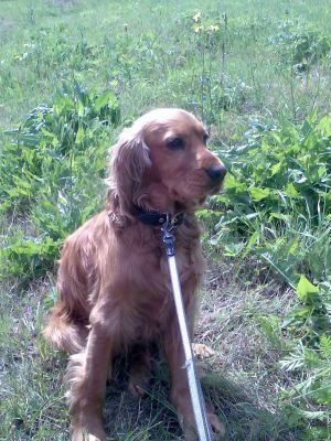 Z psami uważaj w lesie na kontakty z dzikimi świniami