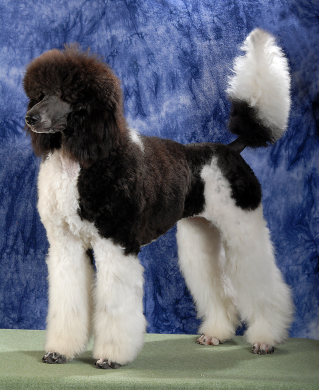 Nierozpoznane rasy FCI