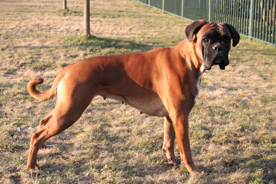 Flirtowanie jest łatwiejsze dla właścicieli psów