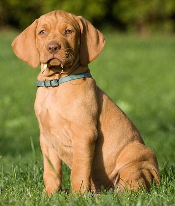 Pies staje się mokry, kiedy my nie