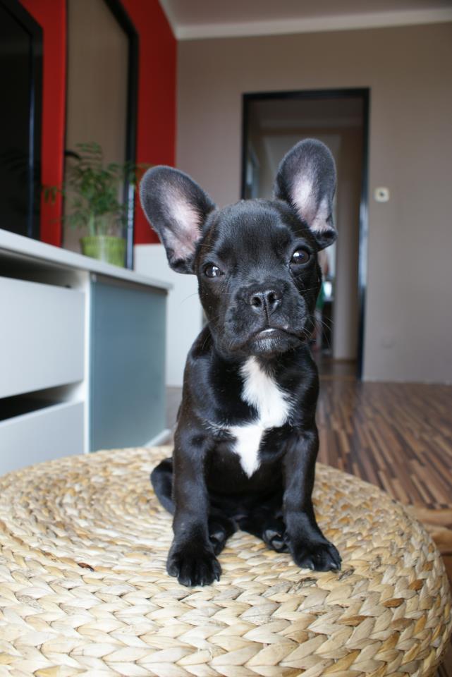 Walentynki dla twoich psów domowych